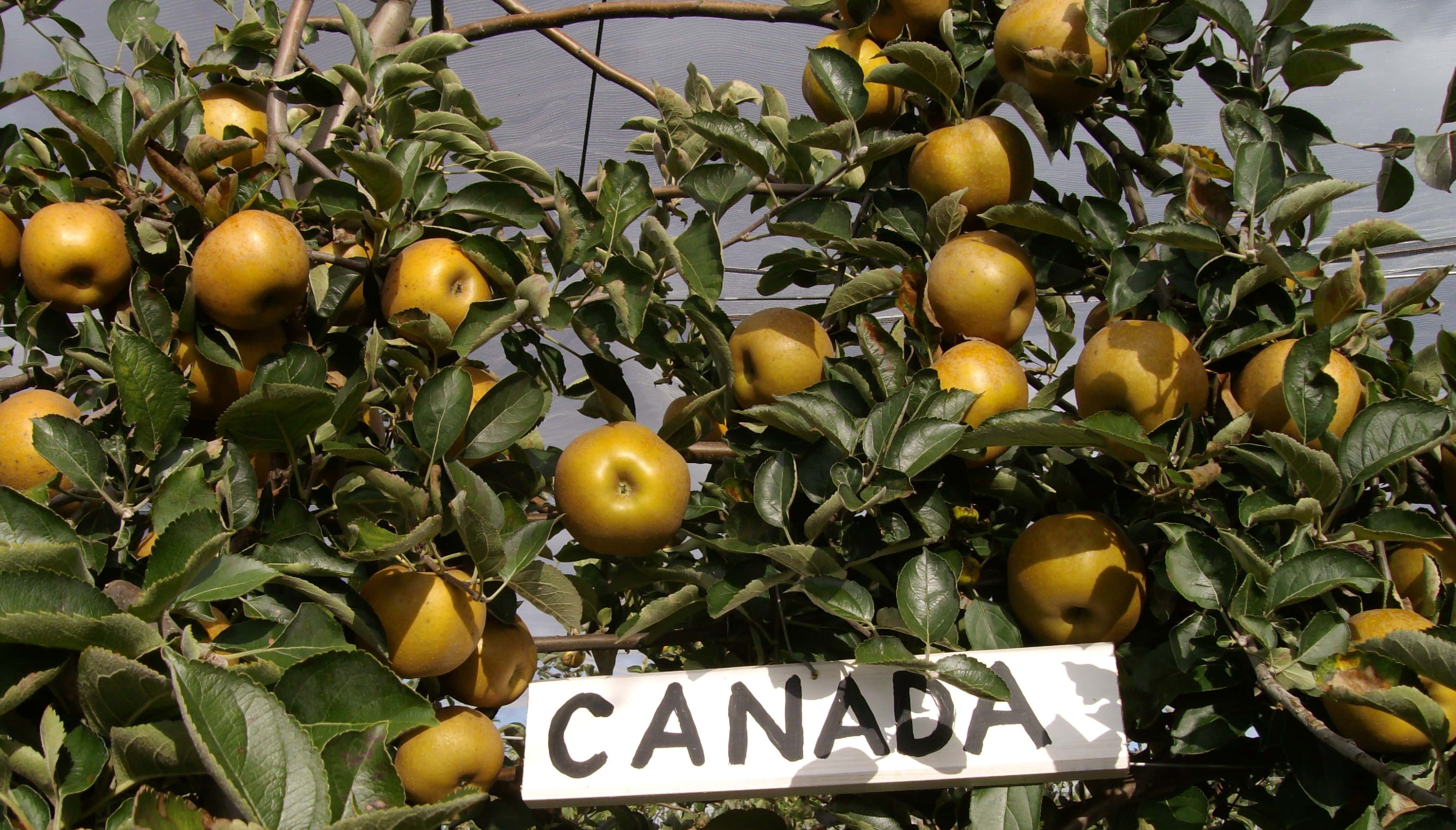 ramasser canada grises pombalade