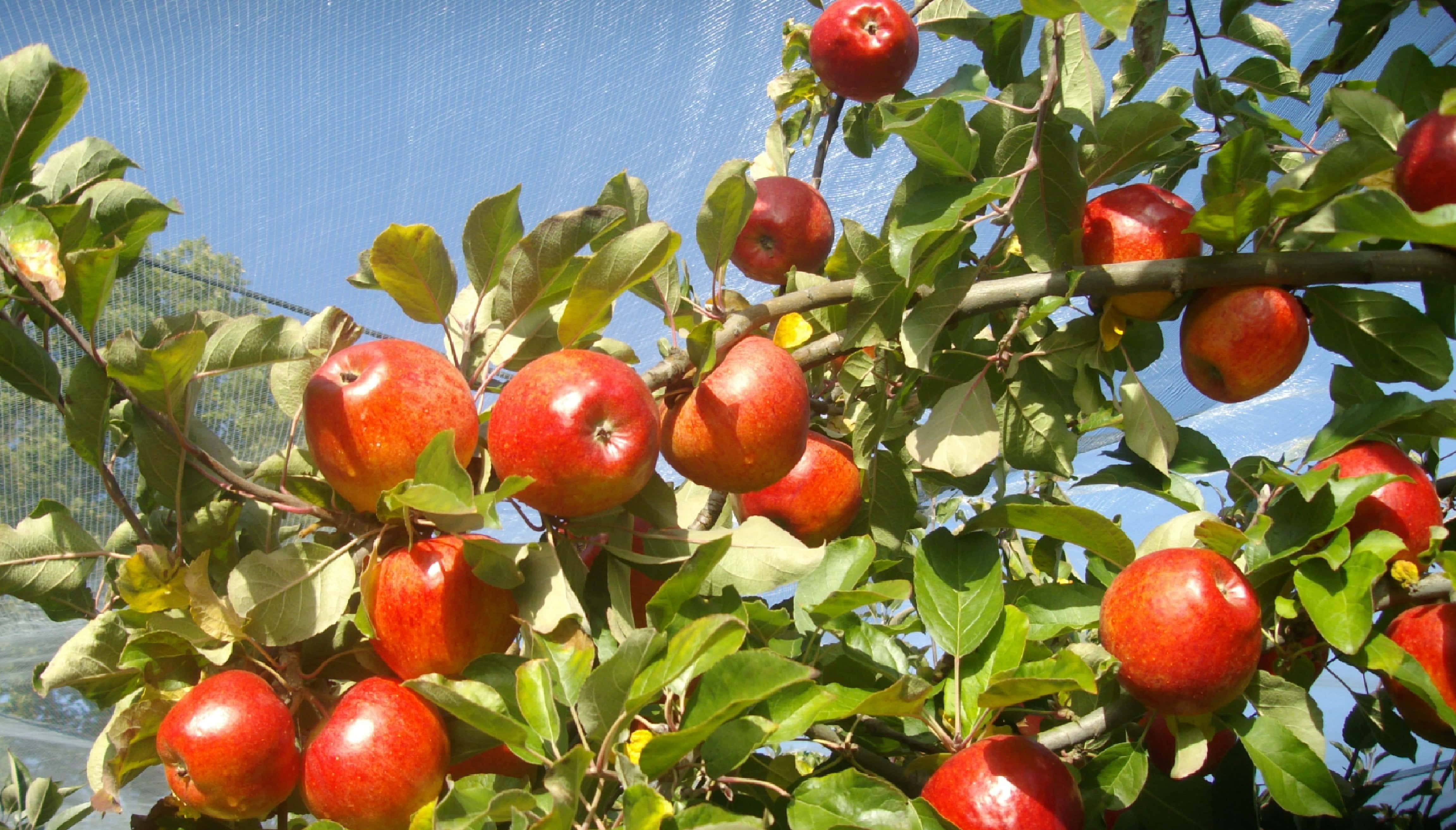 Pomme rouge verger Dun sur Auron pommes baalde