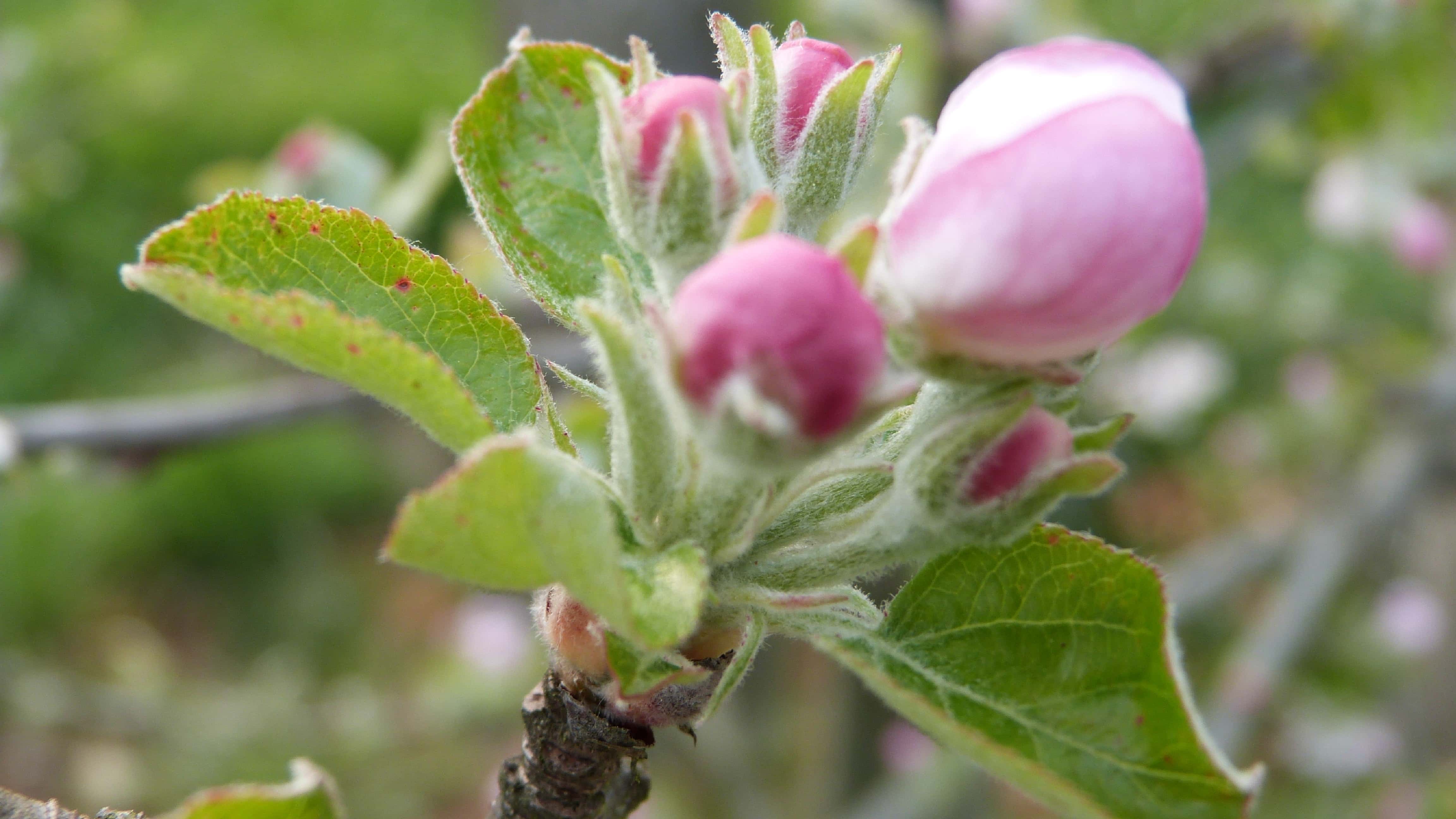 pomme ramasser