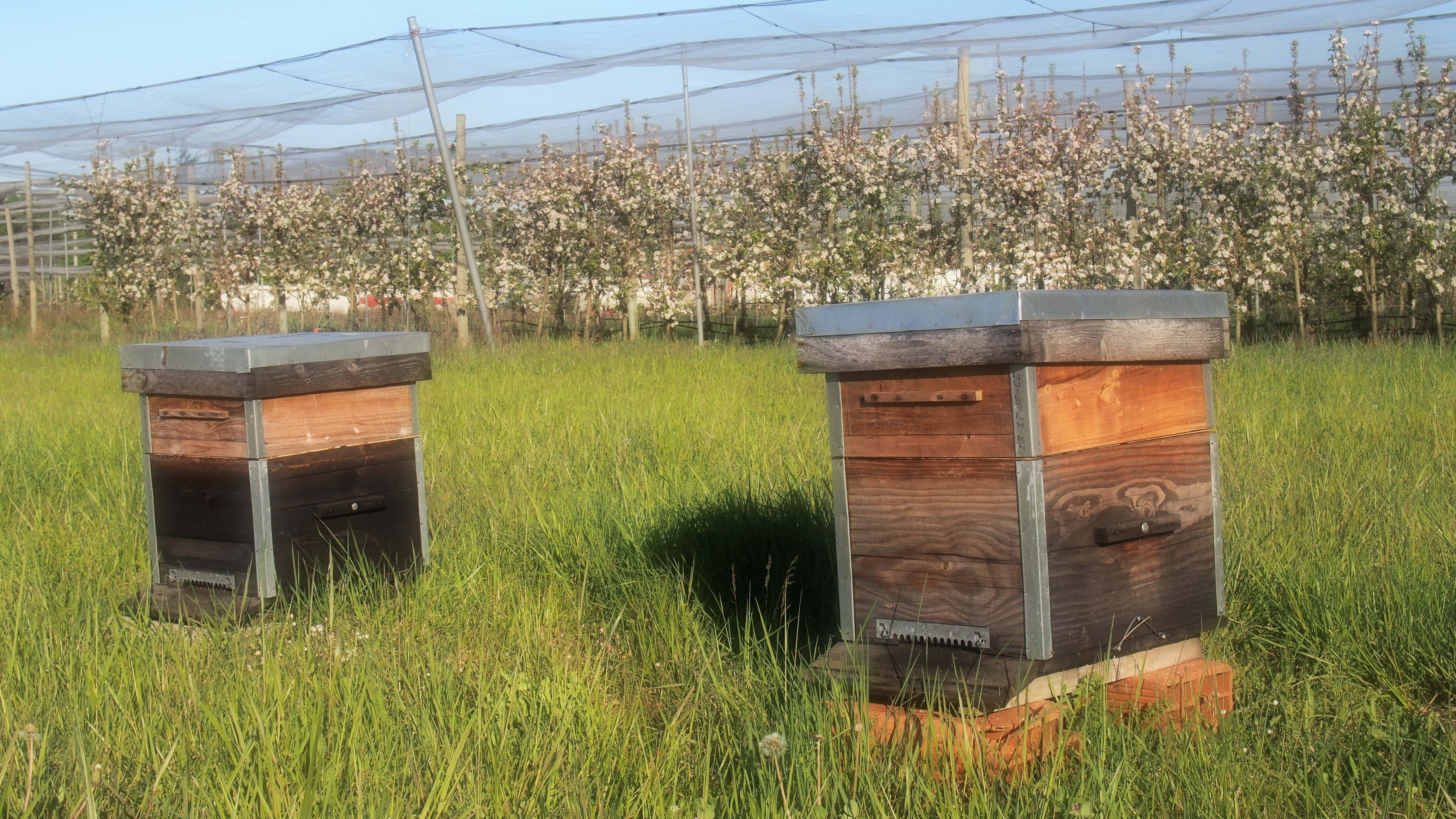 abeilles raisin pollinisation